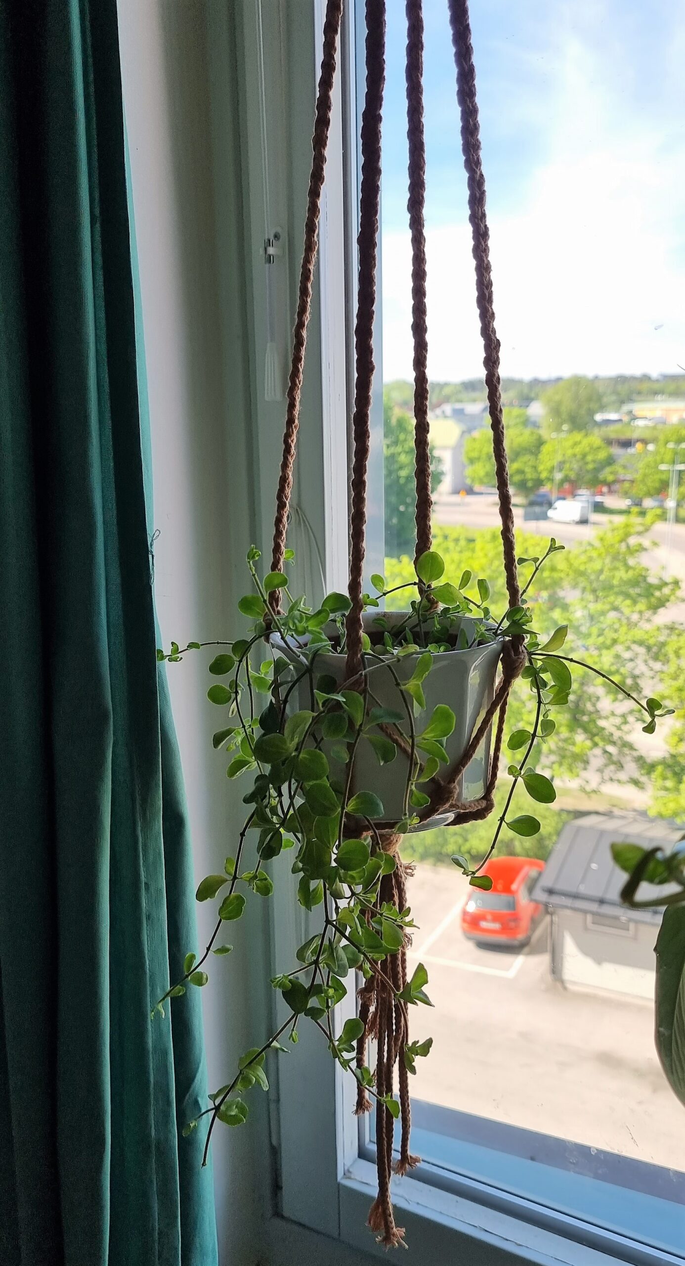 Sandra (Linspeperomia)