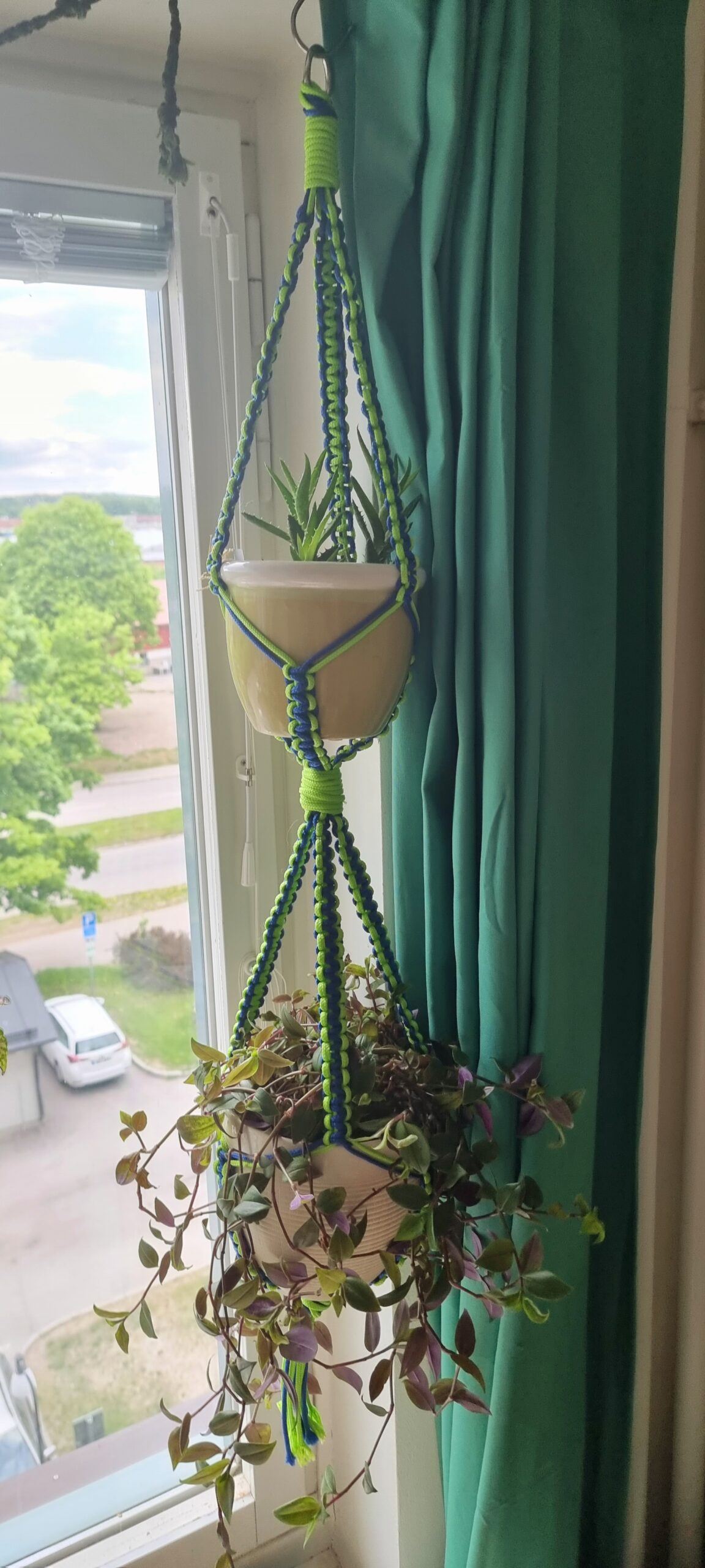 Benny och Jacob från Högboträsk (Aloe och Tradescantia)